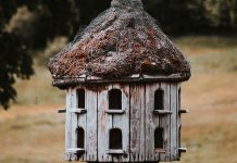 Outlandish Remedies by Artist Dana Wyse